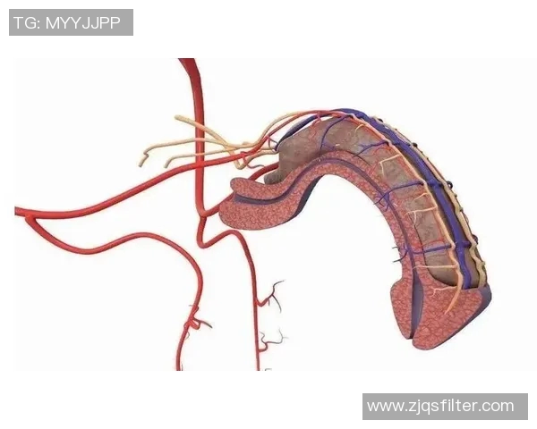 体育锻炼对男性性能力的影响及其科学依据探讨